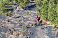 La Palma Trail Week-69